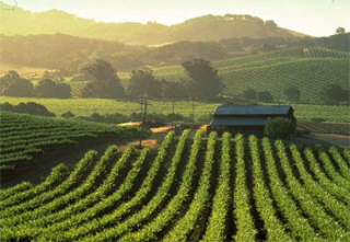 Wine Country