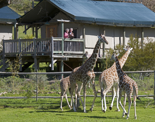 Safari-West