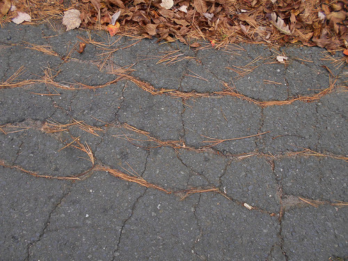 pine-needle kintsugi (1)