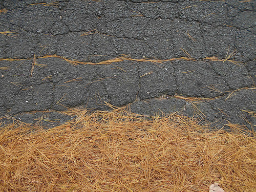 pine-needle kintsugi (2)