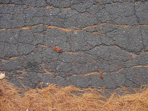pine-needle kintsugi (3)