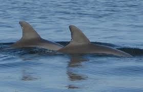 Dol-Fins