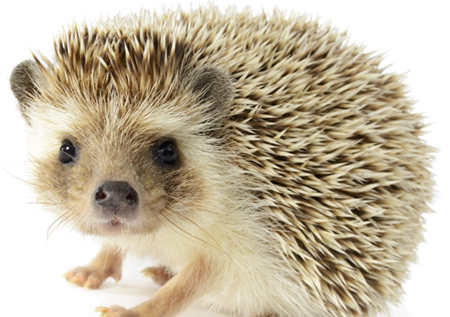 The Hedgehog’s Guide To Skill Selection