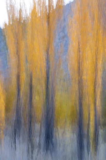 Autumn Poplars