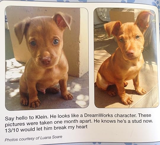 #WeRateDogs 2--bookspoils