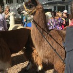 llama