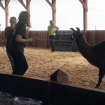 stubborn llama