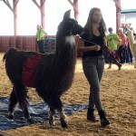 Handsome alpaca being walked