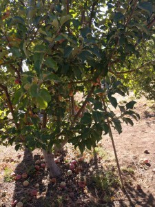 apple picking