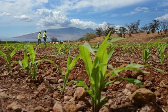 Hawaii GMO Ban