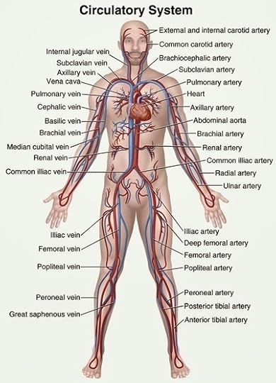 anatomy.jpg