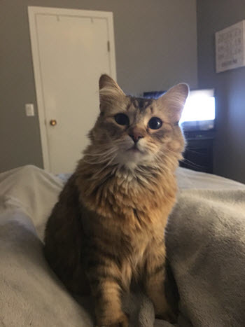 a cat named ash