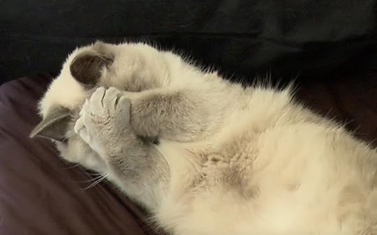 Image result for cats feeling stressed