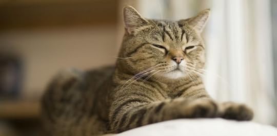 Image result for cats feeling stressed