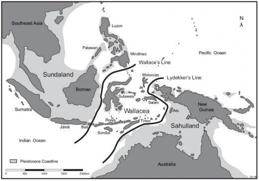 Figure 3. Map of Southeast Asia showing the ancient shoreline around the time that hominins journeyed to the island of Flores (http://humanorigins.si.edu/research/asian-research-projects/hobbits-flores-indonesia).