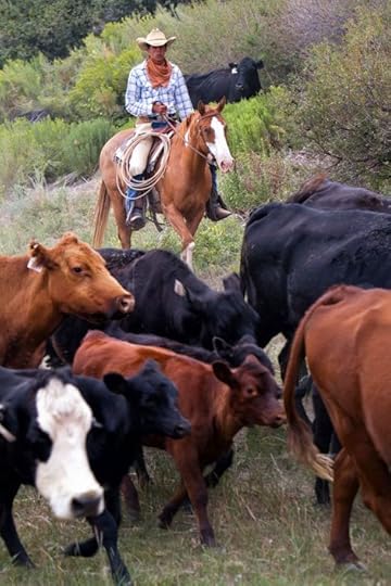 Cattle Drive