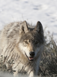 -063___2009_Tom_Murphy080502_9123