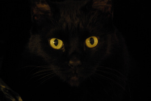 One of my new favorite Halloween haunts is the tiny black ghost kitten who roams the St. Enochs station platform of the Glasgow subway (third oldest underground metro in the world) [image credit: Millard Filmore's Bathtub] https://timpanogos.wordpress.com/2013/08/21/does-a-black-cat-know-that-its-black/