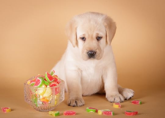 puppy and candy