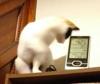 one of my cats wiggles to entice me to pet her: first turn upside down 1