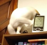 on top of a bookcase, one of my cats wiggles to entice me to pet her: first turn upside down 2