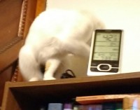 on top of a bookcase, one of my cats wiggles to entice me to pet her: first turn upside down 3