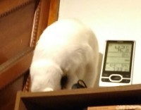 on top of a bookcase, one of my cats wiggles to entice me to pet her: first turn upside down: UPSIDE DOWN ACHIEVED