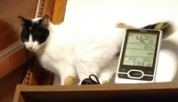 on top of a bookcase, one of my cats wiggles to entice me to pet her: now turn around