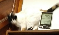 on top of a bookcase, one of my cats wiggles to entice me to pet her: now turn upside down again 1