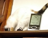 on top of a bookcase, one of my cats wiggles to entice me to pet her: UPSIDE DOWN ACHIEVED redux