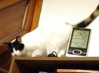 on top of a bookcase, one of my cats wiggles to entice me to pet her: rub your face along the bookcase 1