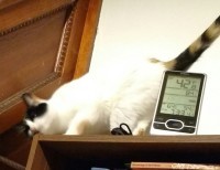 on top of a bookcase, one of my cats wiggles to entice me to pet her: rub your face along the bookcase 2