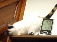 on top of a bookcase, one of my cats wiggles to entice me to pet her: rub your face along the bookcase 3