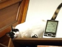on top of a bookcase, one of my cats wiggles to entice me to pet her: cmon vogue