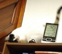 on top of a bookcase, one of my cats wiggles to entice me to pet her: turn yourself upside down ONE MORE TIME