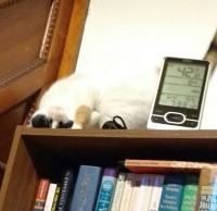 on top of a bookcase, one of my cats wiggles to entice me to pet her: UPSIDE DOWN ACHIEVED! UPSIDE DOWN HAT-TRICK! WIKTORY!