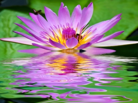 Image result for reflection of a flower
