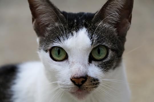 Ol' Green Eyes Cat