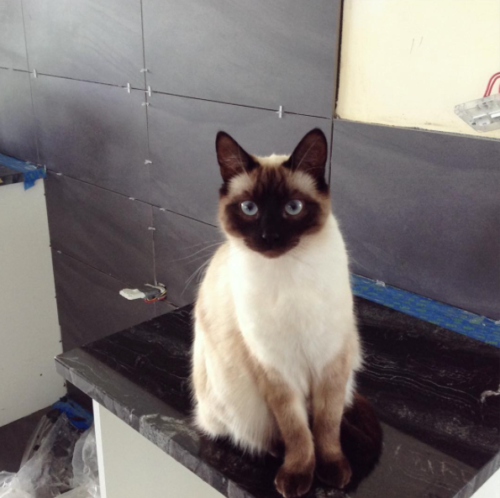 Lord Nelson cat steffmetal