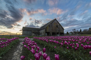 Barn Purple Tulips