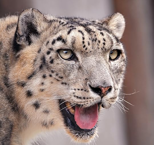A male snow leopard (Wikipedia)