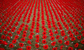 Image result for poppies