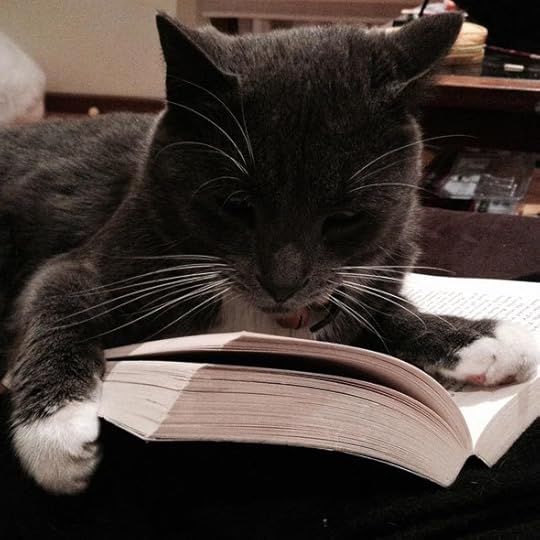 Image result for cat reading