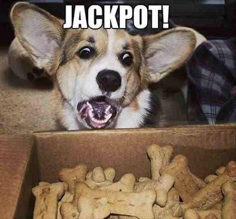 dog jackpot