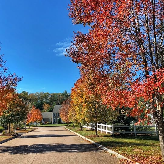 Fall foliage