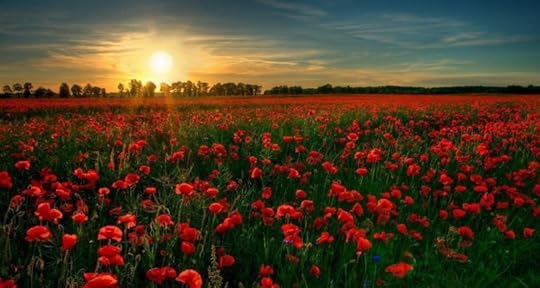 Image result for flanders fields