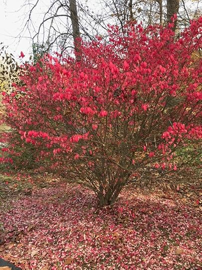 burning bush 1