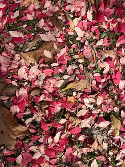 scattered burning bush leaves