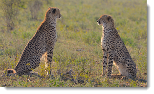 lions tigers cybernetic snow leopards