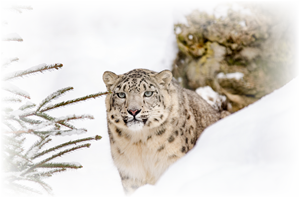 lions tigers cybernetic snow leopards